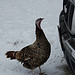 Nell checks out my truck