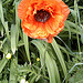 Poppy