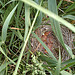RWBB babies in the nest