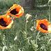 Poppies