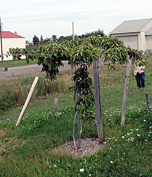 07.kiwi