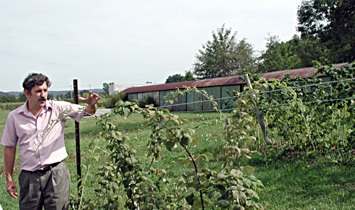 raspberries