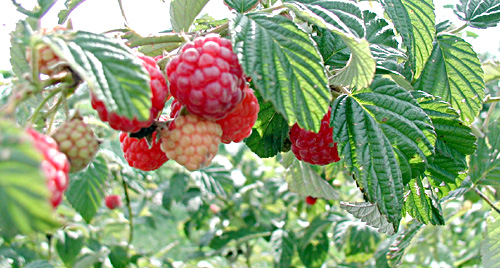 raspberry