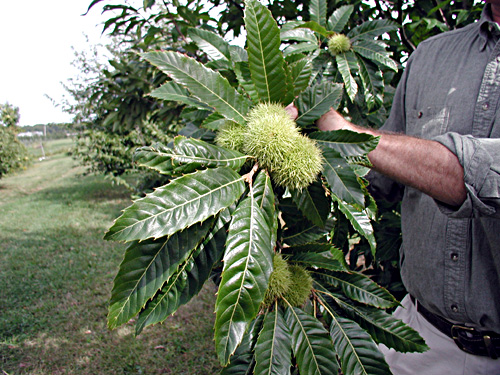 chestnut