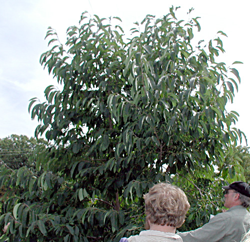 persimmon